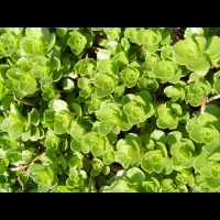 Phedimus spurius (fam Crassulacees) (Caucase) (2)